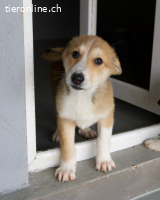 Zuckerschnute Unique sucht ihre Herzensmenschen