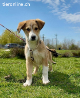 Zuckerschnute Unique sucht ihre Herzensmenschen