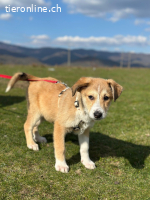 Zuckerschnute Unique sucht ihre Herzensmenschen