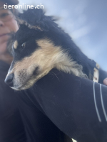 Zuckersüße Schmusemaus Rocksy sucht ihr Zuhause
