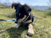 Zuckersüße Schmusemaus Rocksy sucht ihr Zuhause