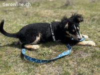 Zuckersüße Schmusemaus Rocksy sucht ihr Zuhause