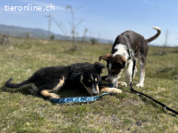 Zuckersüße Schmusemaus Rocksy sucht ihr Zuhause