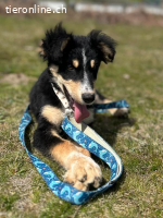 Zuckersüße Schmusemaus Rocksy sucht ihr Zuhause