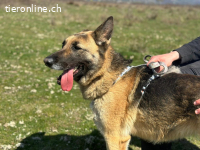 Zuhause gesucht für liebe Schäferhündin  Leysi