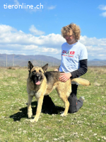 Zuhause gesucht für liebe Schäferhündin  Leysi