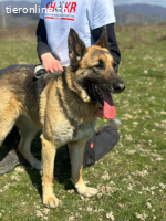 Zuhause gesucht für liebe Schäferhündin  Leysi