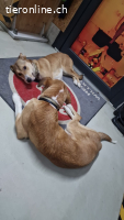 Zwei junge Hunde suchen ein für immer Zuhause!