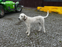 Zwei Komondor-Rüden in großer Not suchen ein Zuhause