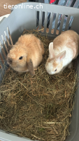 Zwergwidder/Zwergkaninchen Paar sucht neues Zuhause