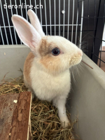 Zwergwidder/Zwergkaninchen Paar sucht neues Zuhause