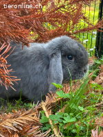 Zwerwidder Kaninchen sucht neues Zuhause