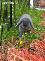 Zwerwidder Kaninchen sucht neues Zuhause