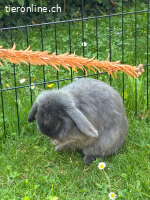 Zwerwidder Kaninchen sucht neues Zuhause