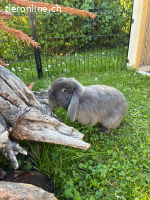 Zwerwidder Kaninchen sucht neues Zuhause